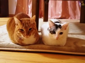 猫たち