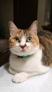 ねこ