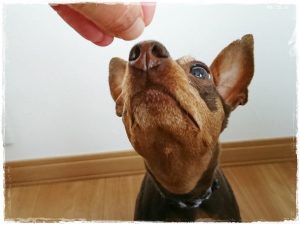ミニチュアピンシャー