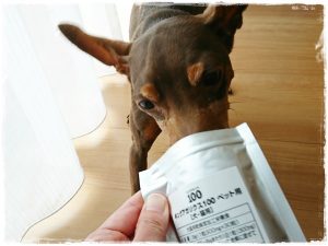 キングアガリクス100とミニチュアピンシャー