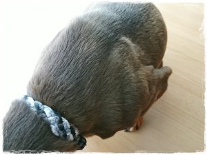 ミニチュアピンシャー