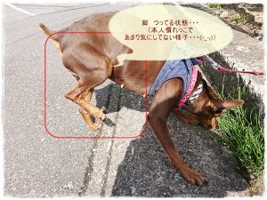 ミニチュアピンシャー