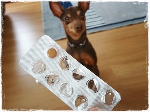 ミニチュアピンシャー