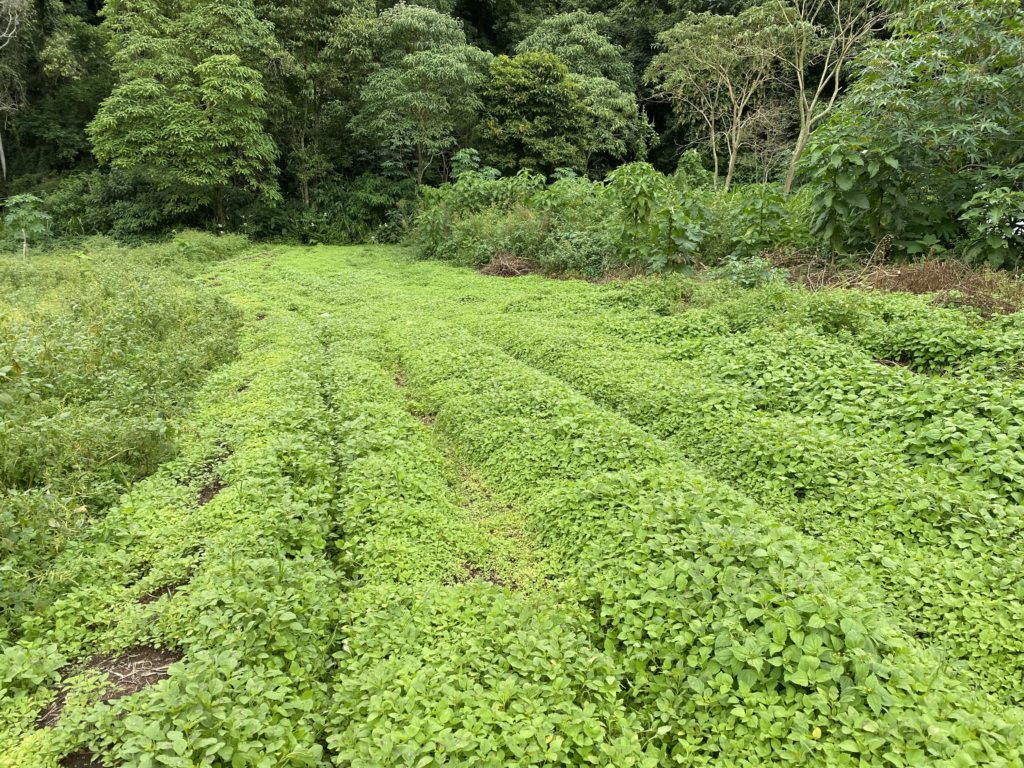 キングアガリクス露地栽培農場