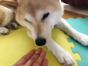 講習会