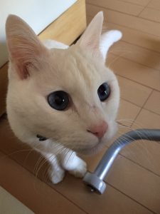 白ねこ
