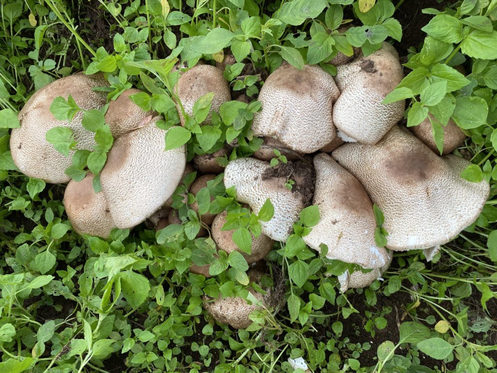 キングアガリクス