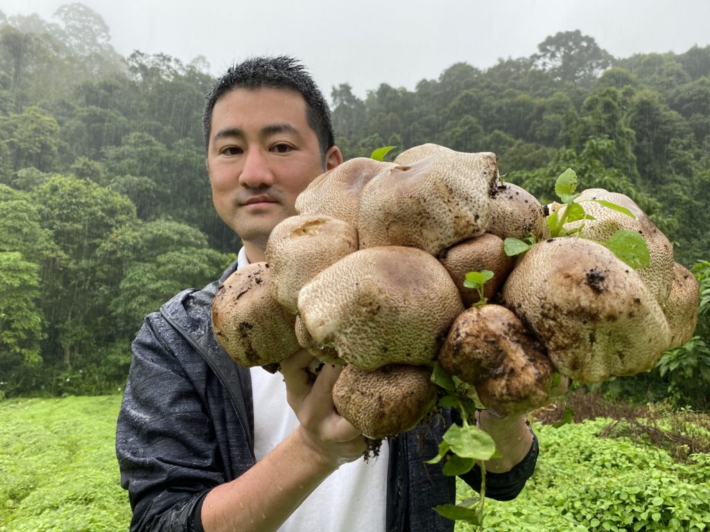 キングアガリクス