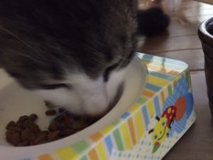 餌を食べる猫