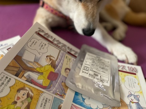 柴犬