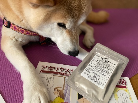 柴犬
