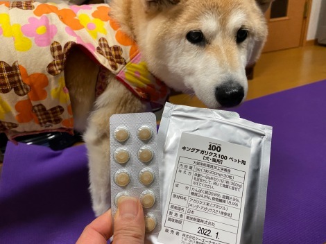 柴犬