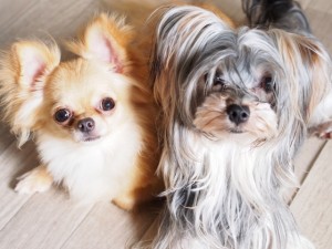 MIX犬