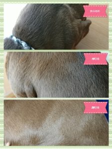 ミニチュアピンシャー