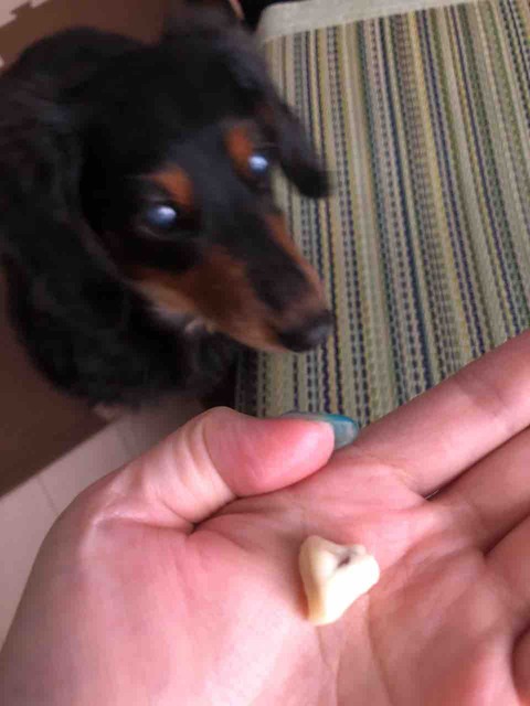 ミニチュアダックス