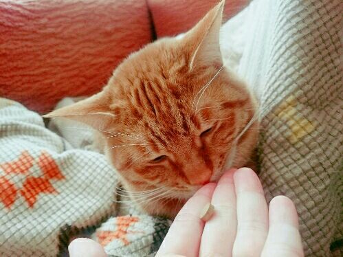 ねこ
