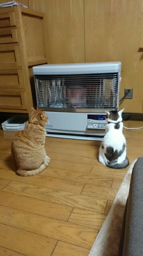 ねこ