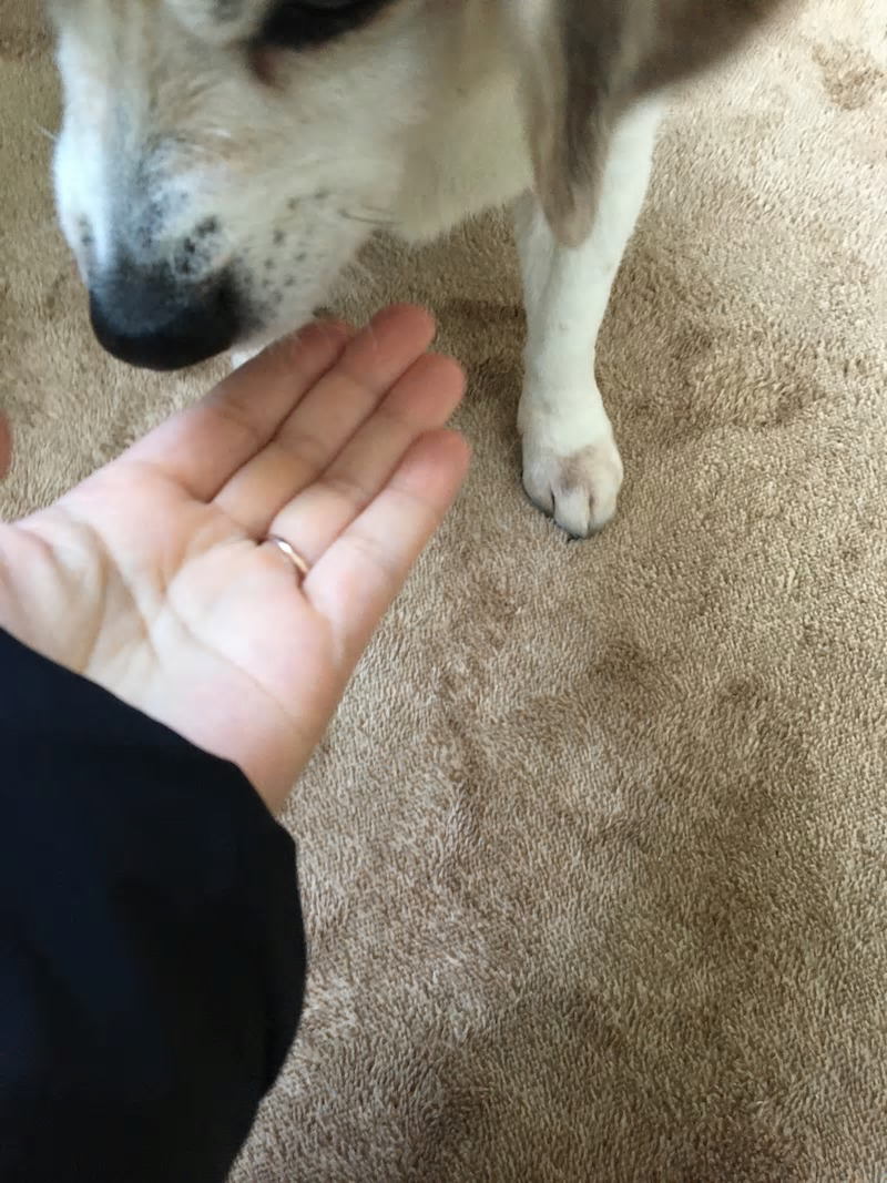 ビーグル