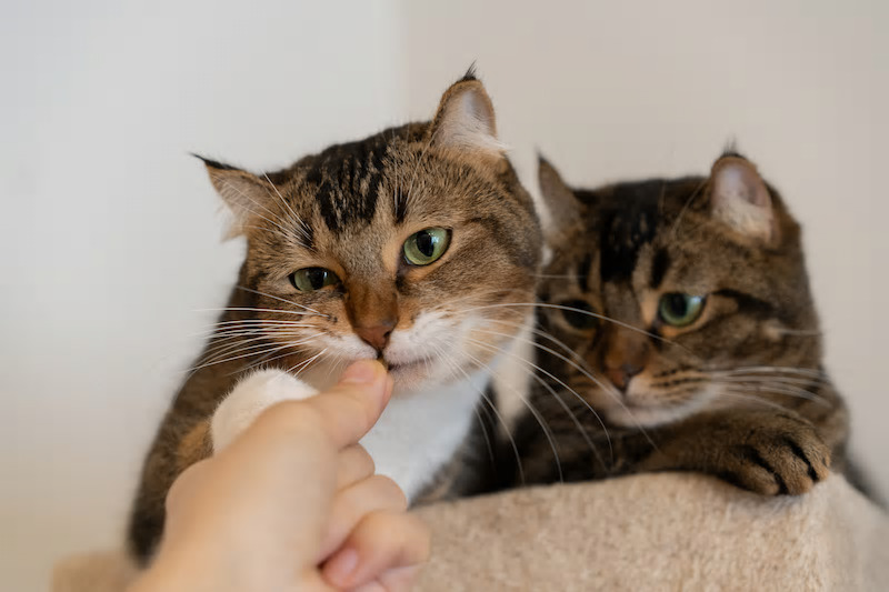 ねこ