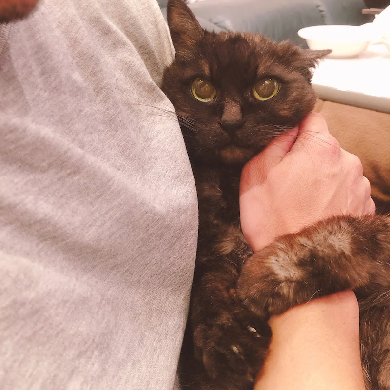 ねこ