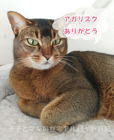 アビシニオン