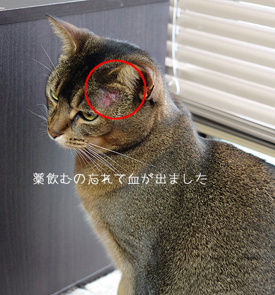 アビシニアン