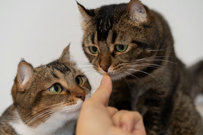 ねこ