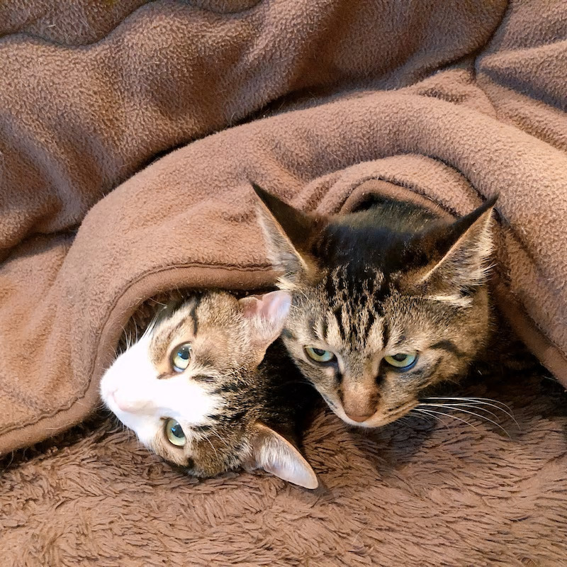 18歳のおじいちゃん猫 お薬と一緒に 口コミ 体験談