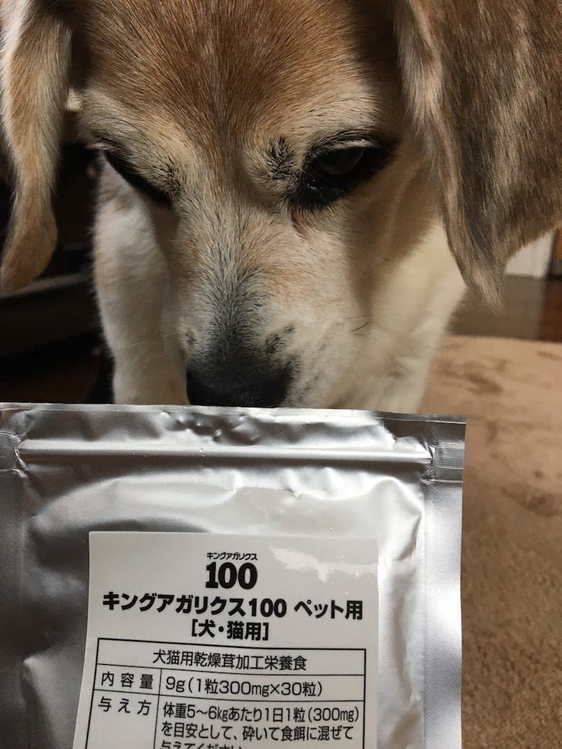 ビーグル