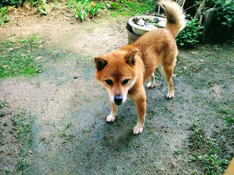 柴犬