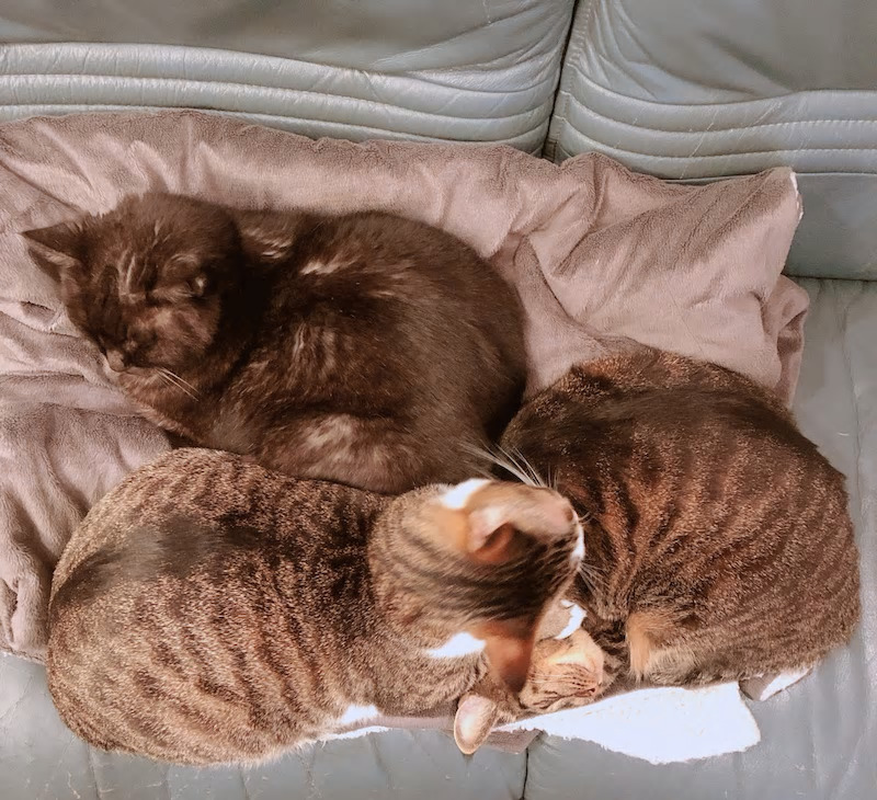 ねこ