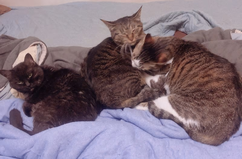 ねこ