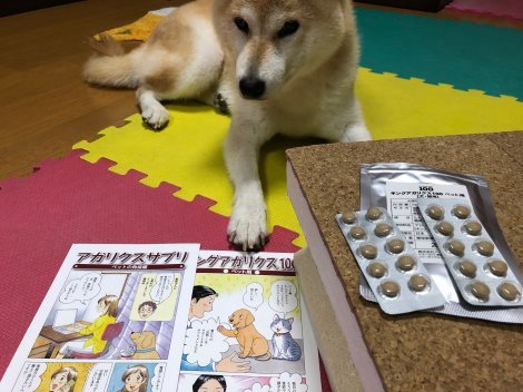 柴犬とアガリクス