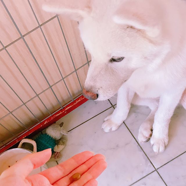 秋田犬