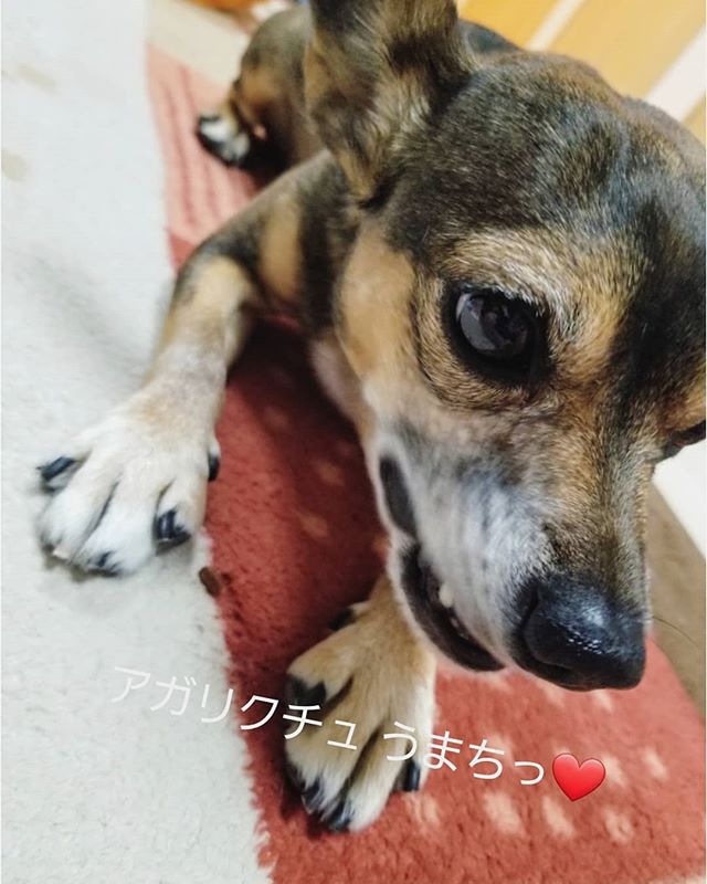 テリアMIX