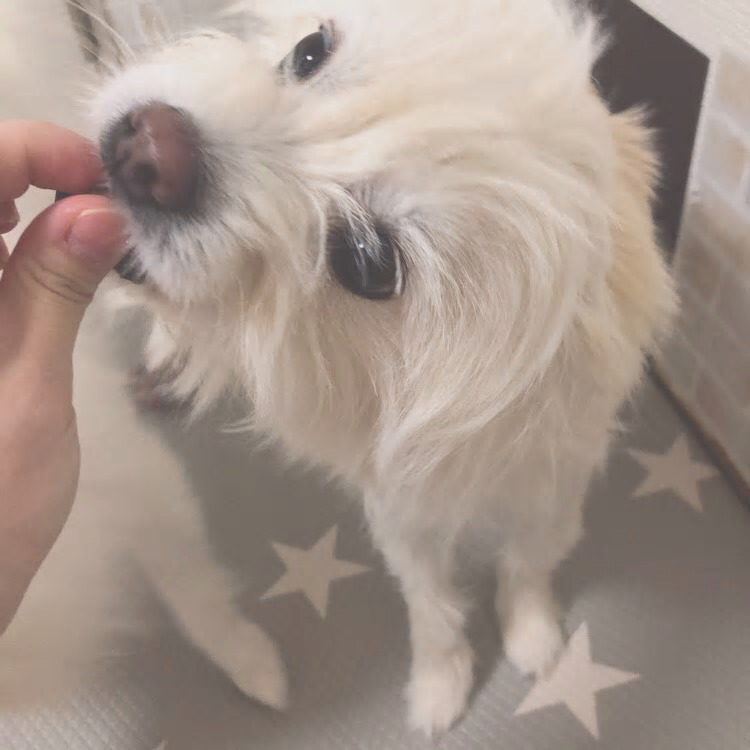 マルチーズ