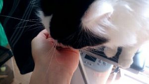 ねこ