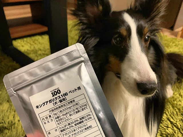 シェットランドシープドッグ