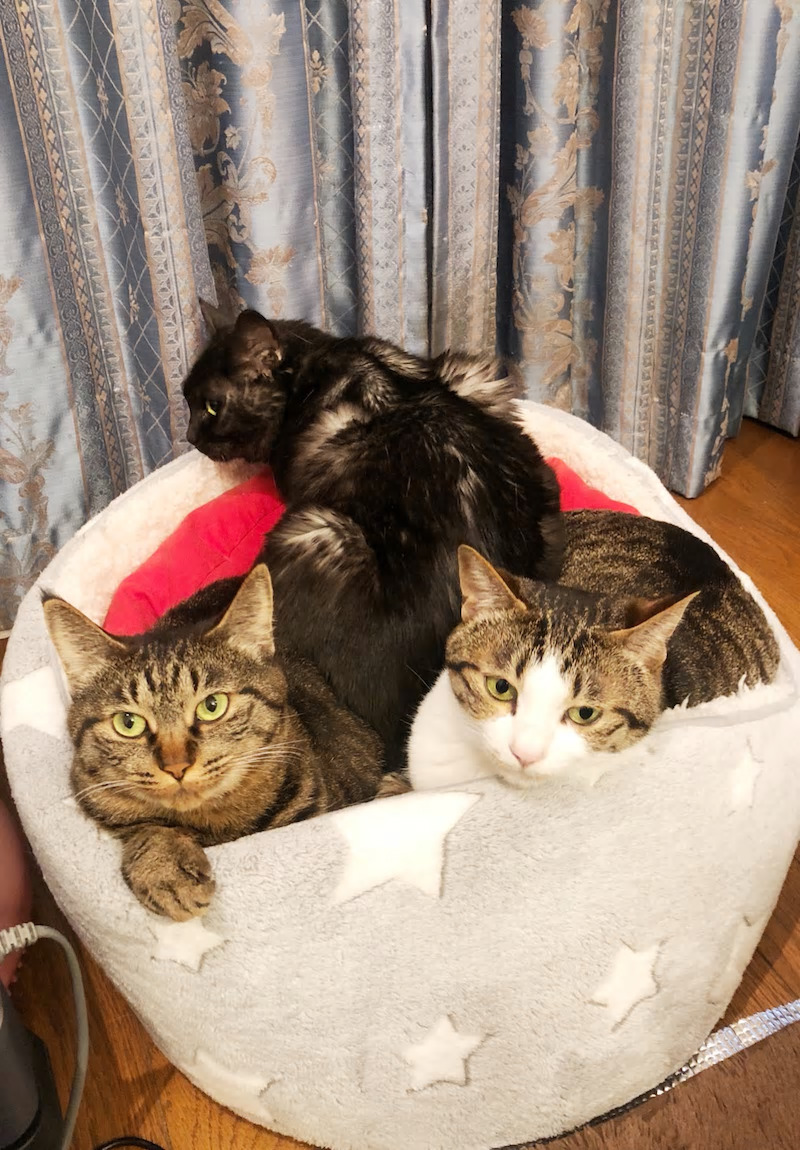 ねこ