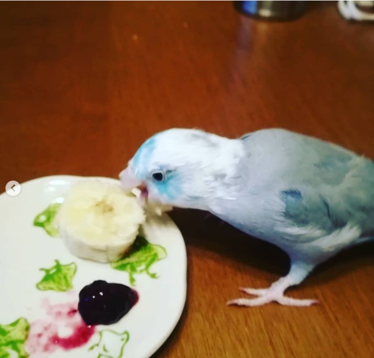 マメルリハインコ