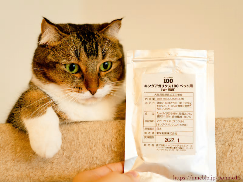 ねことキングアガリクス