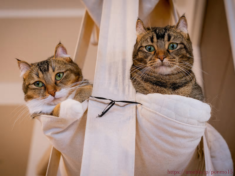 ねこ