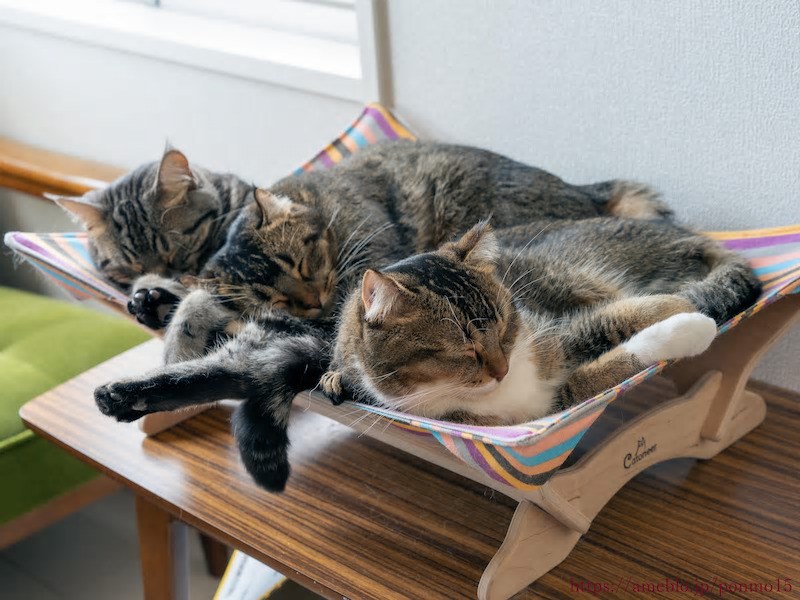 ねこ