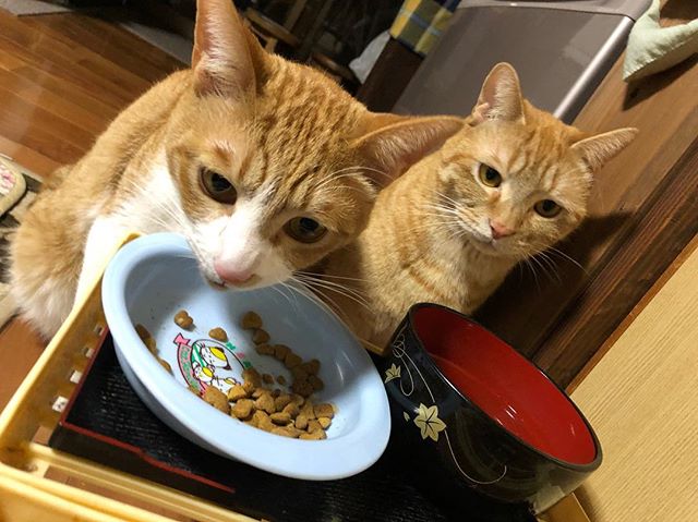 ねこ