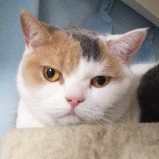 ねこ