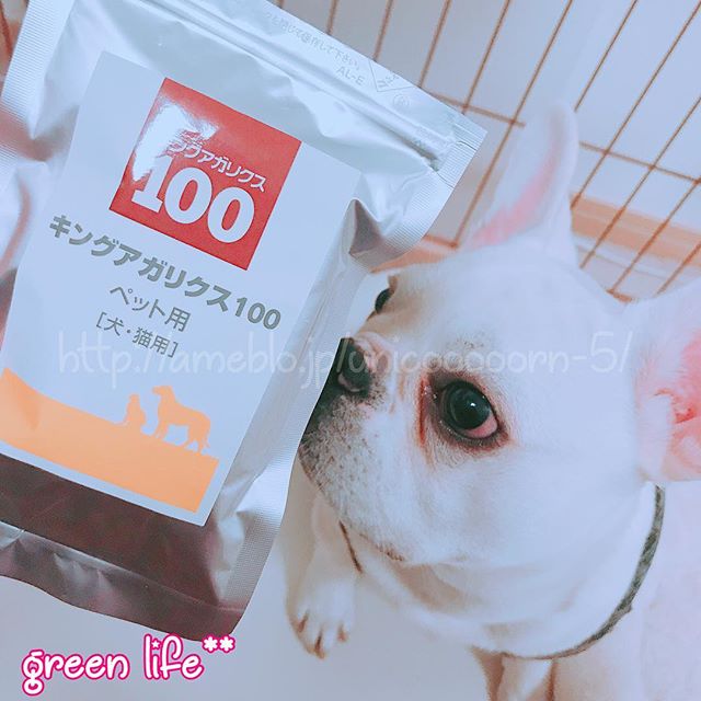 フレンチブルドッグ