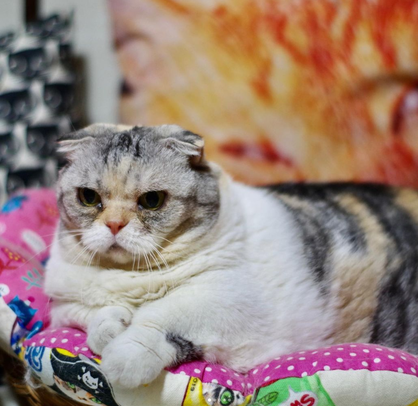 ねこ