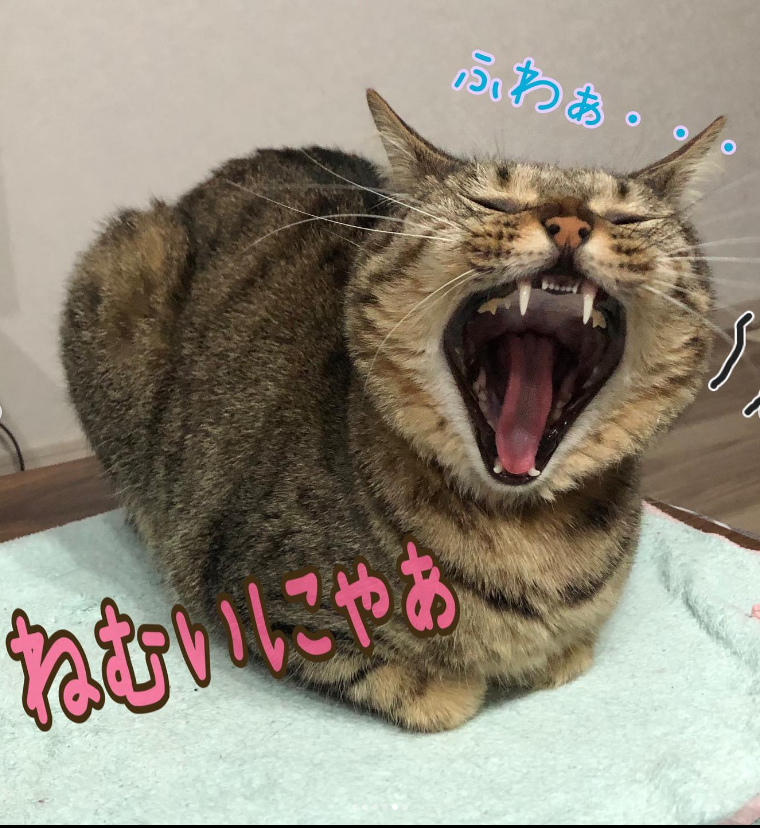 ねこ