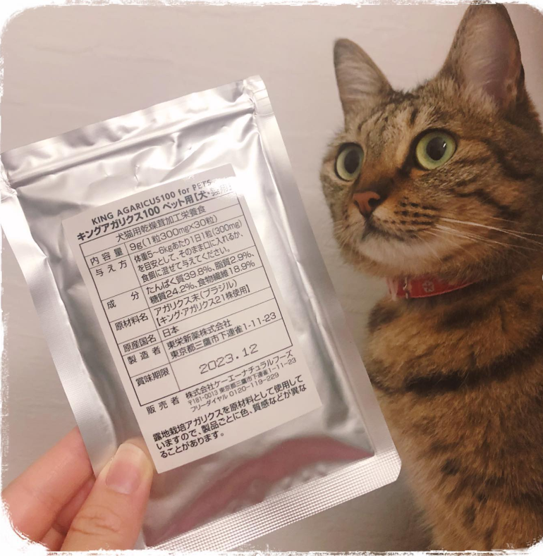 ねこ
