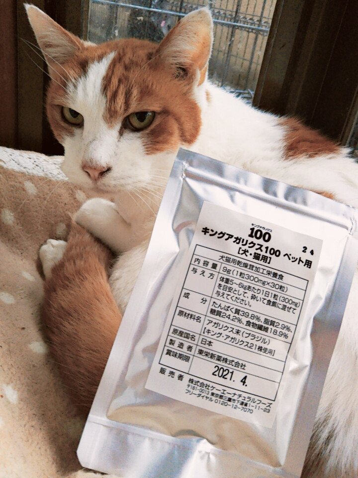 ねことキングアガリクス100